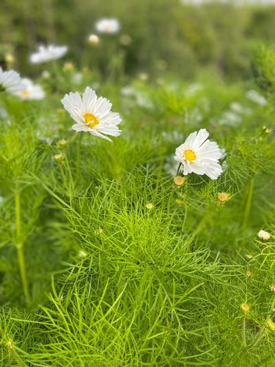 Fleurs coupées biologiques à vendre, fraîchement cueillies dans les jardins Hors Champs, situés à Austin en Estrie.