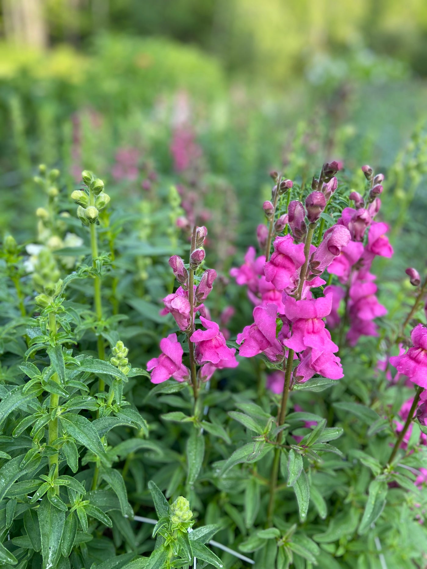 Fleurs coupées biologiques à vendre, fraîchement cueillies dans les jardins Hors Champs, situés à Austin en Estrie.