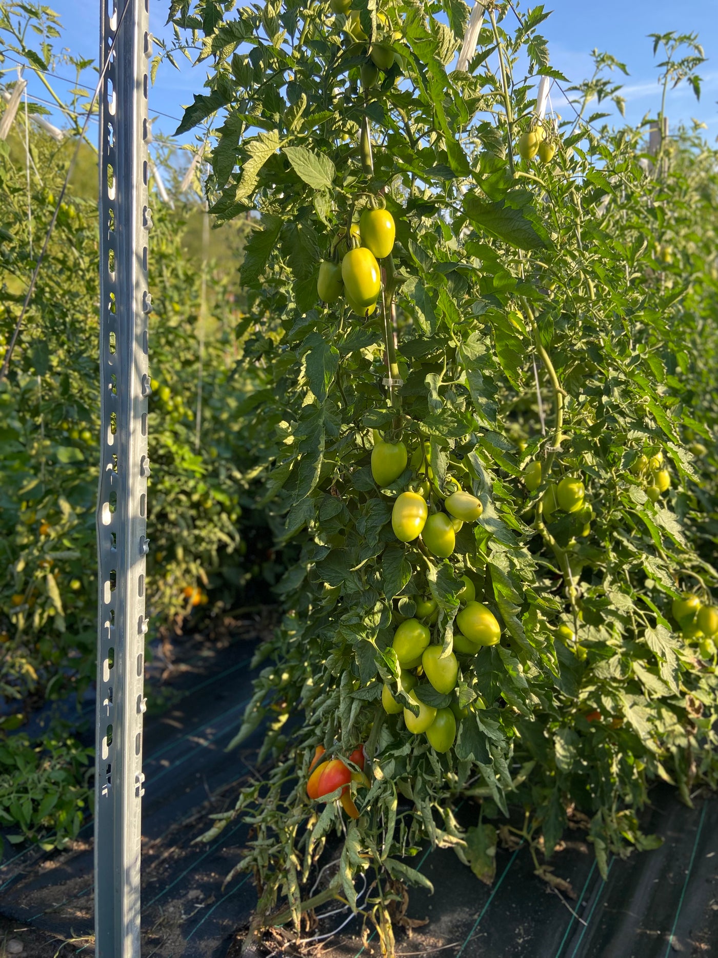 Tomates cerises (diverses variétés)